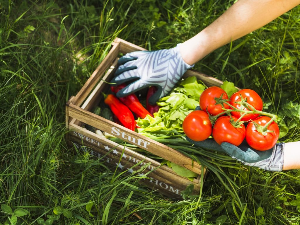 نگهداری و حفظ تازگی سبزیجات راهنمای کامل و جامع